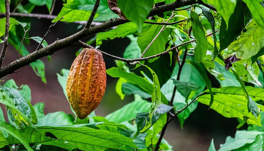 cacao, plante, fruit, biologique, feuilles, feuillage, feuille, arbre, couleur verte, fermer, branche