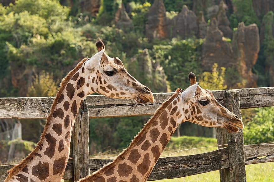 žirafy, zvířat, zoo, savců, volně žijících živočichů, Příroda