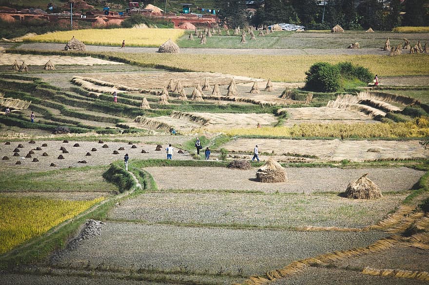 pole, zemědělec, krajina, město, městský, venku, kathmandu