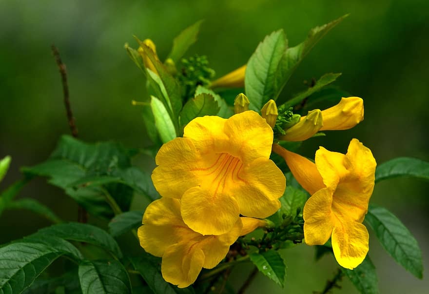 Tecoma Stan, цветок, Флора