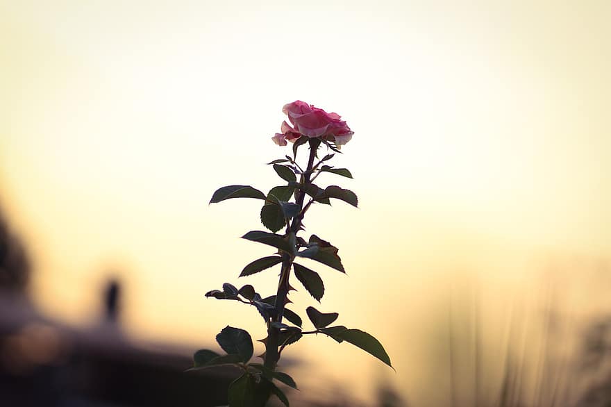 Rose, Rosebush, Flowers, Flora, Floors, Landscape, sunset, summer, leaf, plant, flower