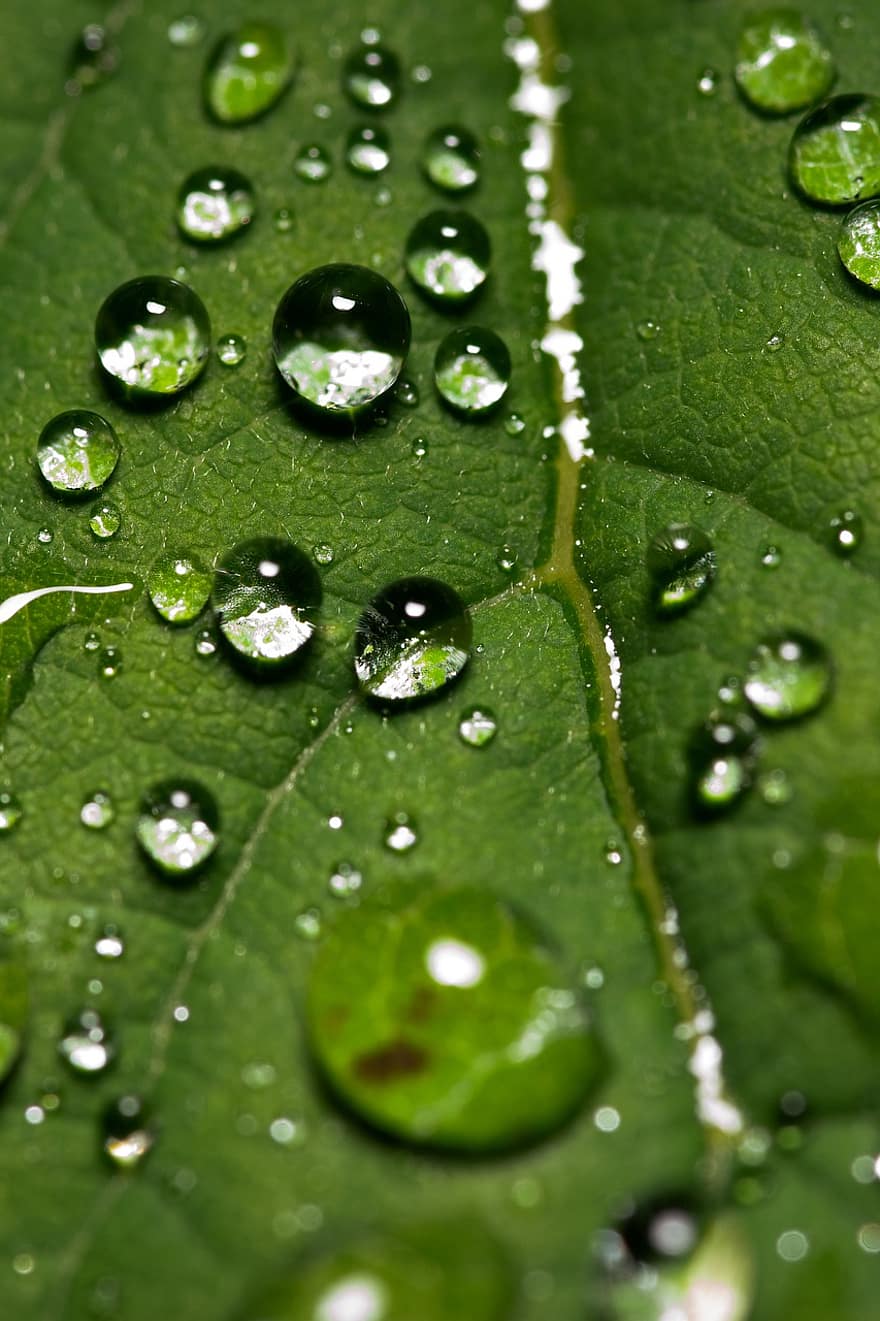 ใบไม้, น้ำ, หยด, ธรรมชาติ, สีเขียว, ฝน, น้ำค้าง, ยาหยอด