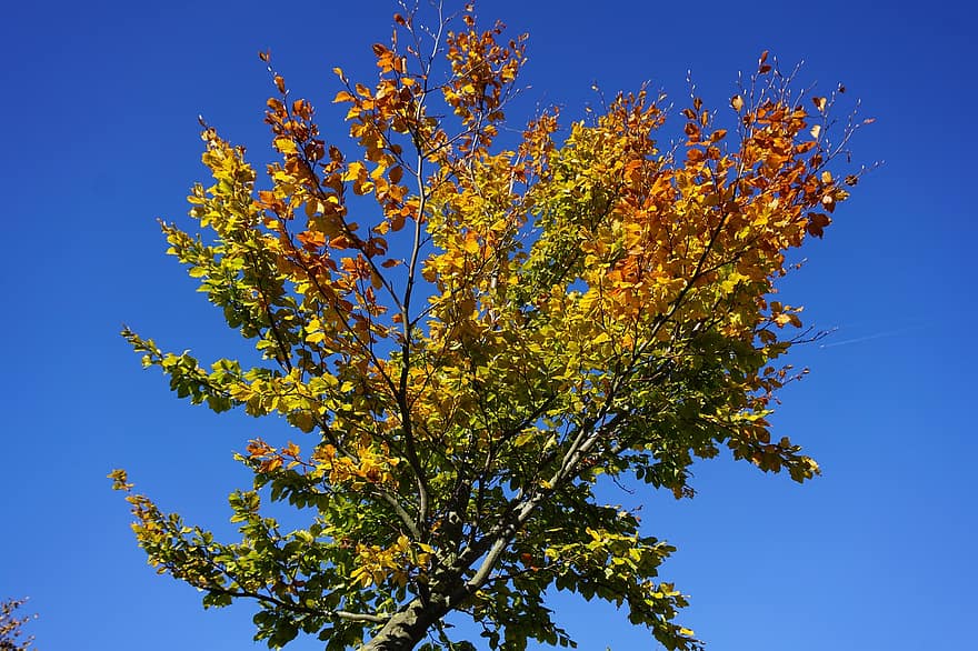drzewo, odchodzi, Babie lato, spadek, jesień, jesienne liście, listowie, gałęzie, drzewo liściaste, roślina, Natura