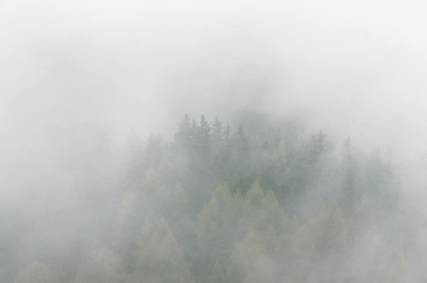 木、森林、霧、山、スロープ、トレッキング、ミスト、天気、秋、環境、無人