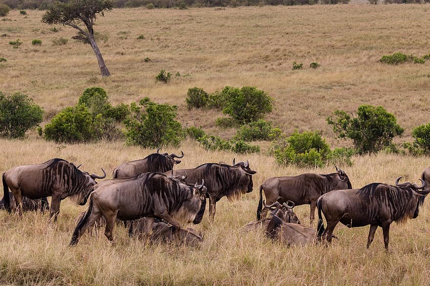 Wildebeests, Animals, Safari, Gnus, Mammals, Herbivore, Wildlife, Fauna, Field, Meadow, Savanna