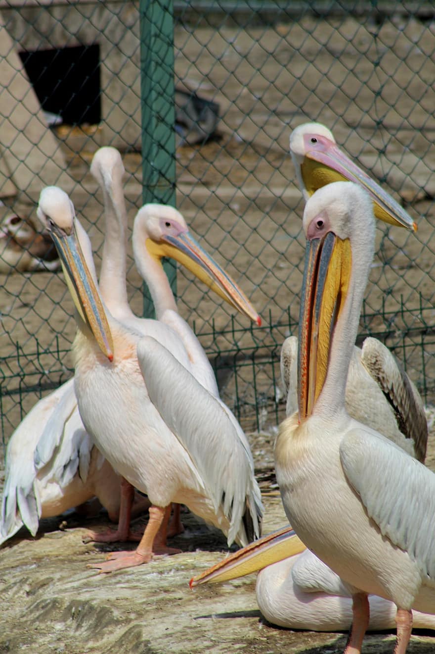 pelicanos, passarinhos, animais, pássaros aquáticos, aves aquáticas, animais selvagens, plumagem, bico