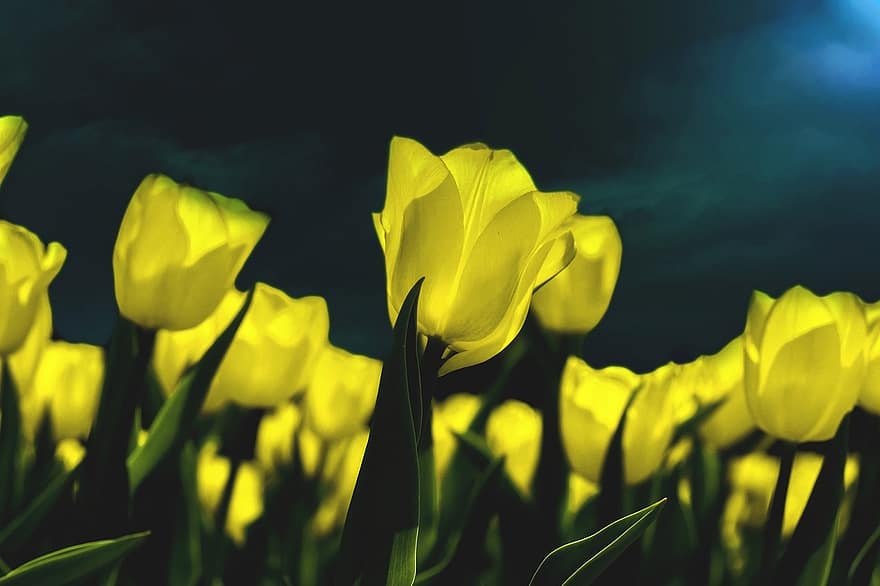 tulipas, flores, plantas, tulipas amarelas, pétalas, flor, flora, Primavera, natureza, botânica, amarelo