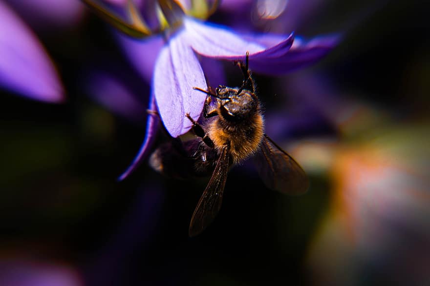 polen, flor, insecto, primavera, volar, estambre, coleccionar, pelo, abeja, planta, miel