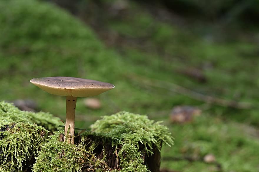 гриб, дисковий грибок, мох, ліс, падіння, природи
