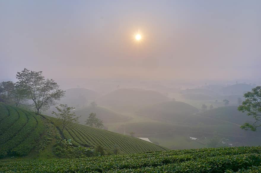 vietnam, landskab, sol, træer, grøn te, bakker, tåge
