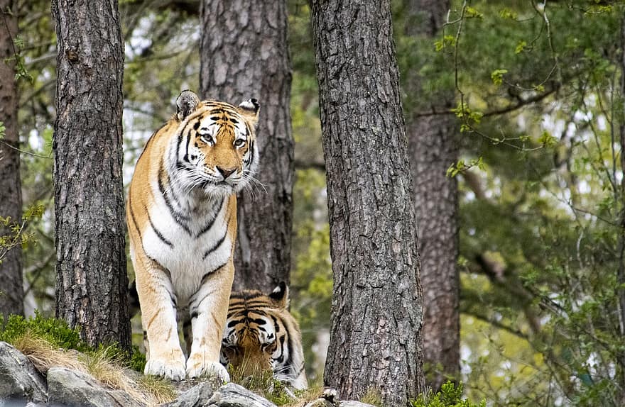 tigris, állat, emlős, nagy macska, vadállat, vadvilág, fauna, vadon, ragadozó, állatkert, bengáli tigris