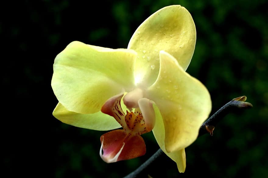 orkide, blomma, phalaenopsis, kronblad, orkidé kronblad, växt, flora, natur