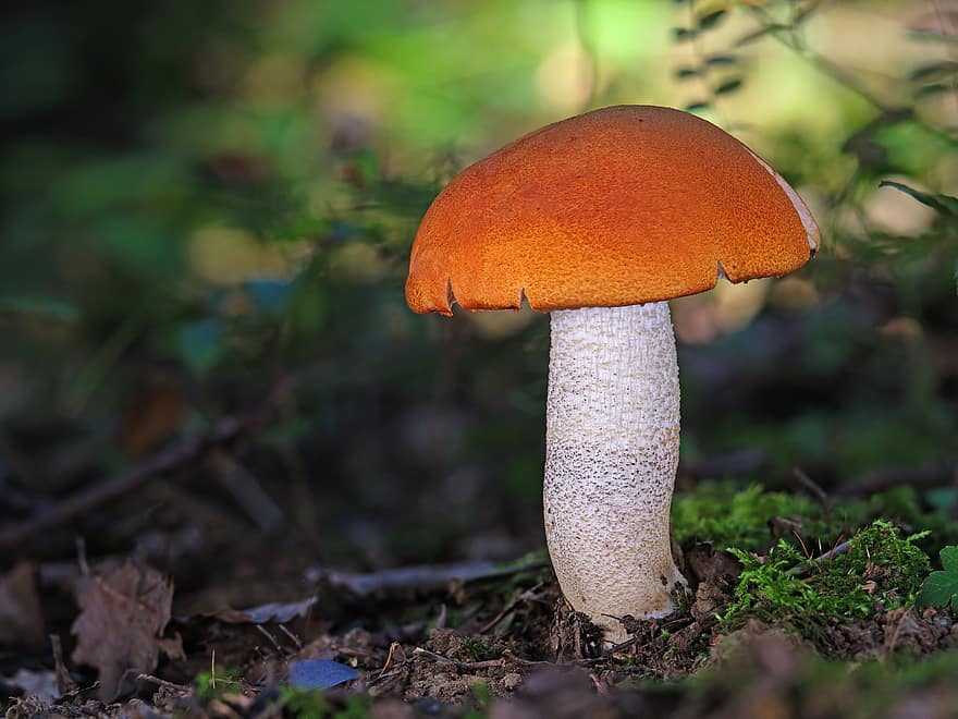 Björk Bolete svamp, svamp, birkenroehrling, svampar, vild svamp, skog, vilda djur och växter