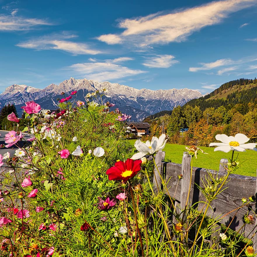 bunga, kaki bukit alpine, gunung, mekar, berkembang, flora, menanam, alam, padang rumput, musim panas, rumput