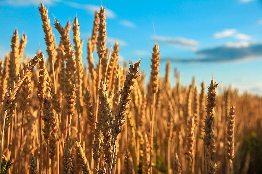 trigo, campo, campo de trigo, cebada, cultivos, cultivos de trigo, tierra cultivable, agricultura, granja, cultivo, naturaleza