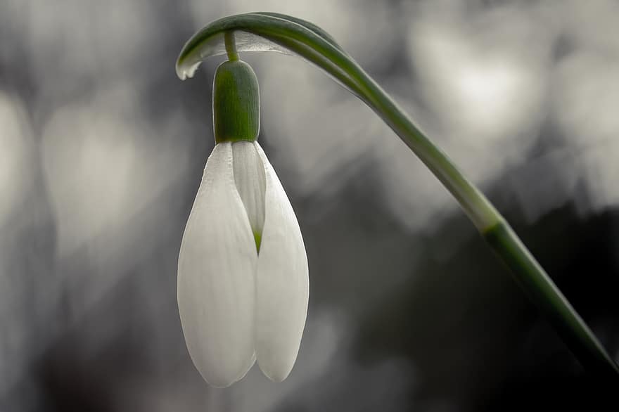 Snowdrop, Flower, Plant, White Flower, Petals, Bloom, Blossom, Early Bloomer, Signs Of Spring, Spring, Early Spring