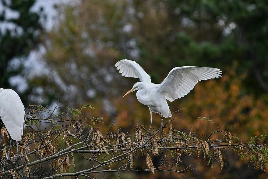 مالك الحزين ، egrets ، الطيور ، الحيوانات ، الخريف ، المناظر الطبيعيه ، متعلقه بالطيور