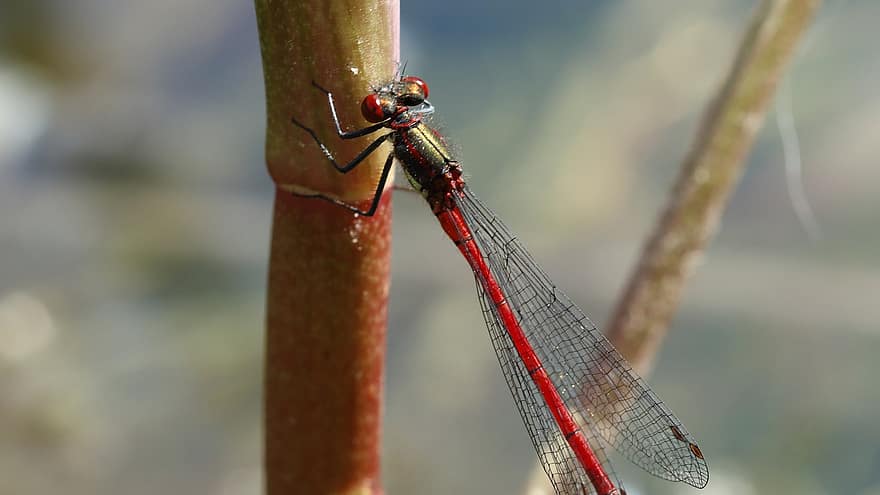 Large Red Damselfly, Dragonfly, Insect, Animal, Wings, Perched, Plant, Wildlife, Nature, Closeup, close-up