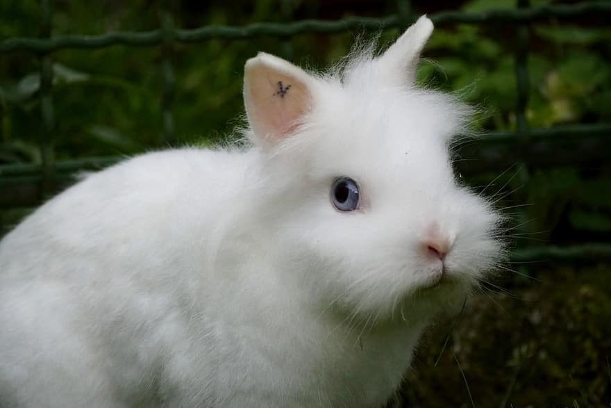 ウサギ、バニー、動物、白いうさぎ、ペット、哺乳類、可愛い、ふわふわ
