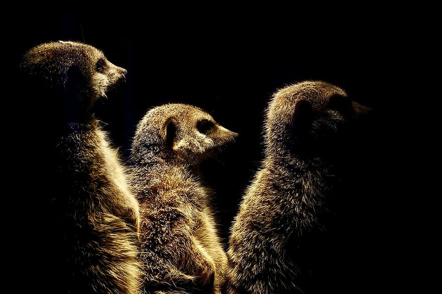 Meerkats, Family, Mammals, Animals, Erdmännchen, Zoo, Cute, Curious, Fur, Funny, Charming