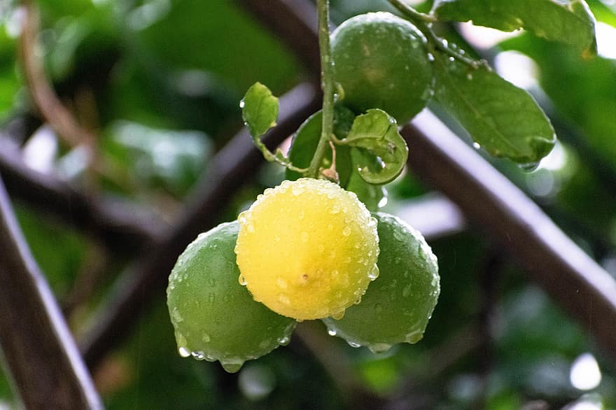 レモン、雨が降る、工場、葉、木、夏、柑橘類、フルーツ、しずく、ナチュラル、新鮮な