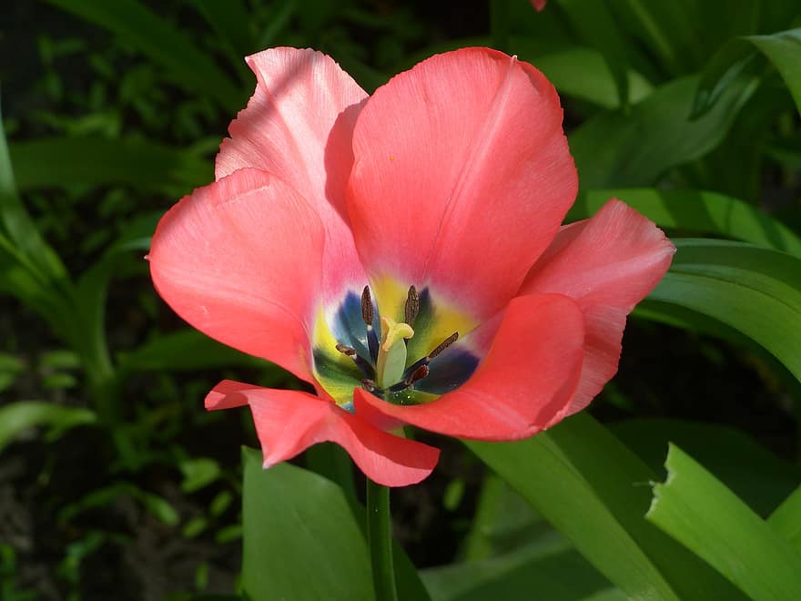 tulipan, blomst, anlegg, rosa tulipan, petals, pollenbærere, flora, vår, natur, nærbilde, sommer