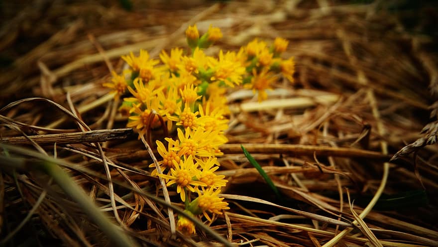 goldenrod, bunga-bunga, jerami, bunga kuning, berkembang, mekar, menanam, padang rumput, alam
