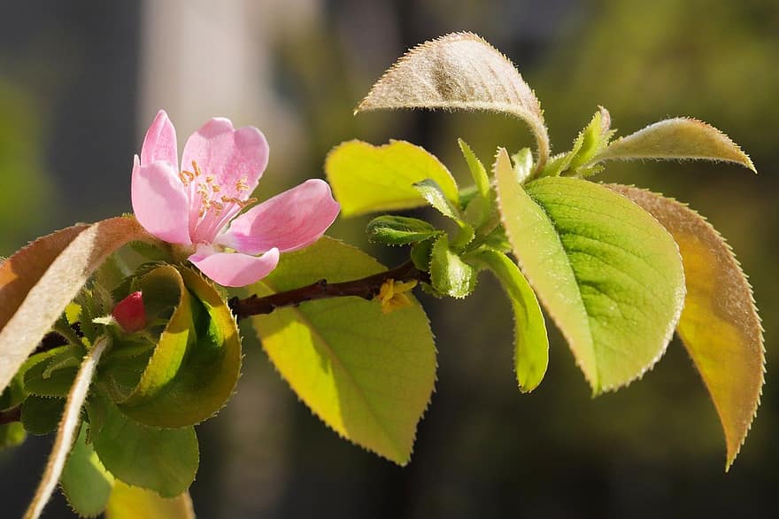 musim semi, bunga-bunga, bunga quince, taman, botani, pertumbuhan, kelopak, makro, berkembang, daun, merapatkan