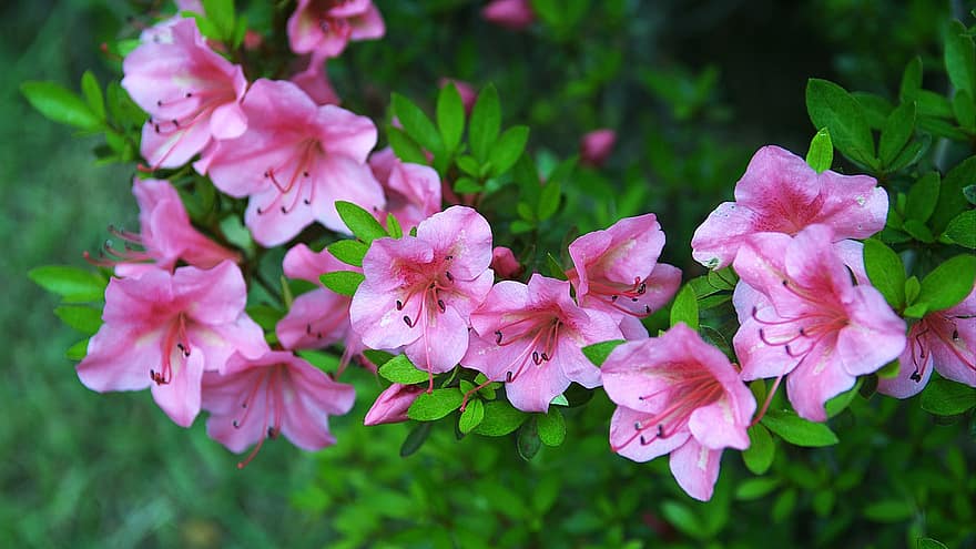 atsalea, vaaleanpunaiset kukat, Korean tasavalta, kasvit, luonto, maisema, kasvi, kukka, kesä, lähikuva, puun lehti