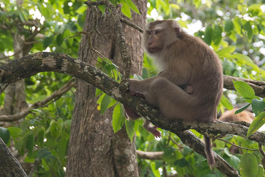 Cūkas astes makaks, mērkaķis, mežs, savvaļas dzīvnieks, makaka, raksturs, dzīvnieku, primāts, dzīvniekiem savvaļā, koks, tropu lietus meži