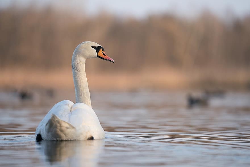 Swan, Bird, Lake, White Swan, Waterfowl, Water Bird, Aquatic Bird, Animal, Beak, Bill, Feathers