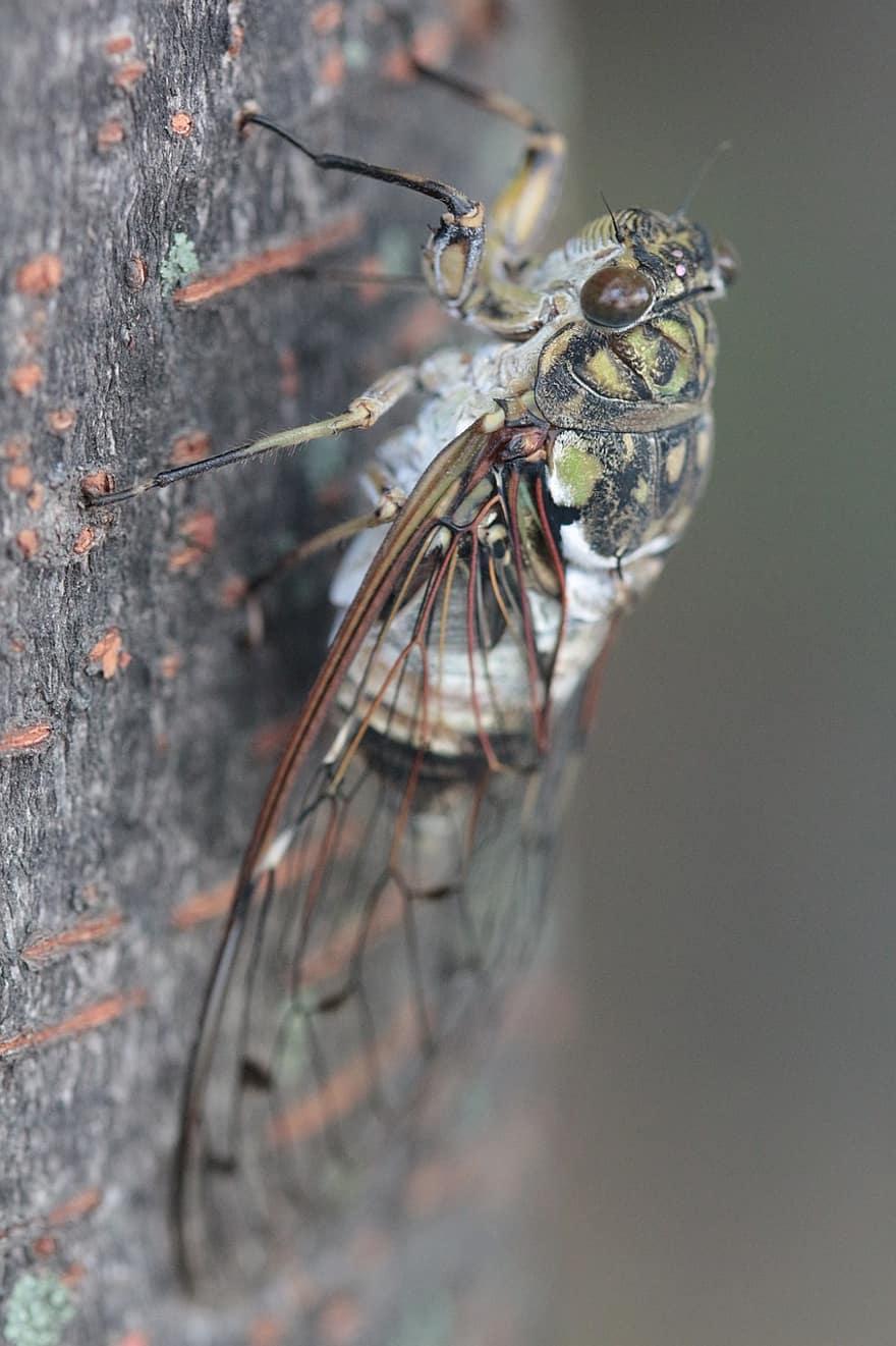 cicada, insect, bug, close-up, macro, summer, arthropod, green color, animals in the wild, invertebrate, yellow