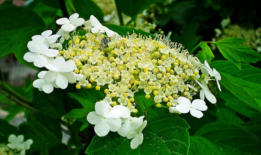 Viburnum, fiori bianchi, fiori selvatici, umbella, giardino, primavera, foglia, pianta, fiore, avvicinamento, estate