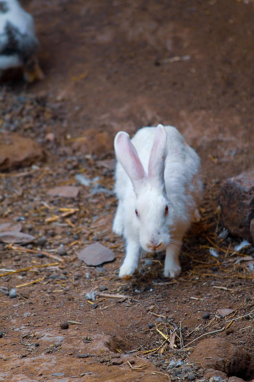 conejos, animales, mamíferos, orejas largas, orejas de conejo, prado, conejo de Pascua, piel, retrato de animal, conejito, naturaleza