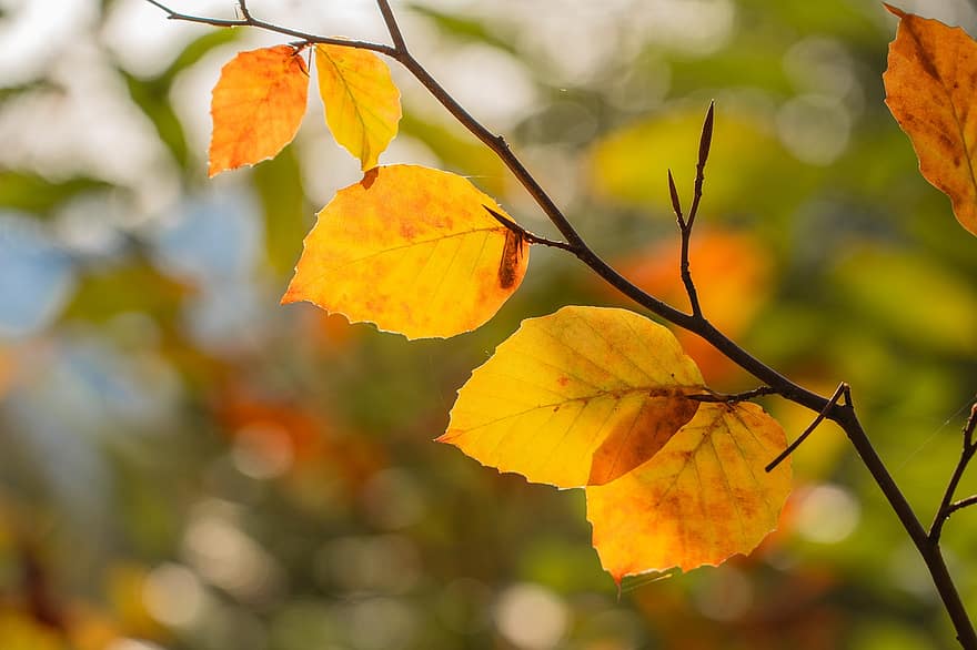 hojas, rama, otoño, follaje, árbol, bosque, naturaleza, de cerca, bokeh