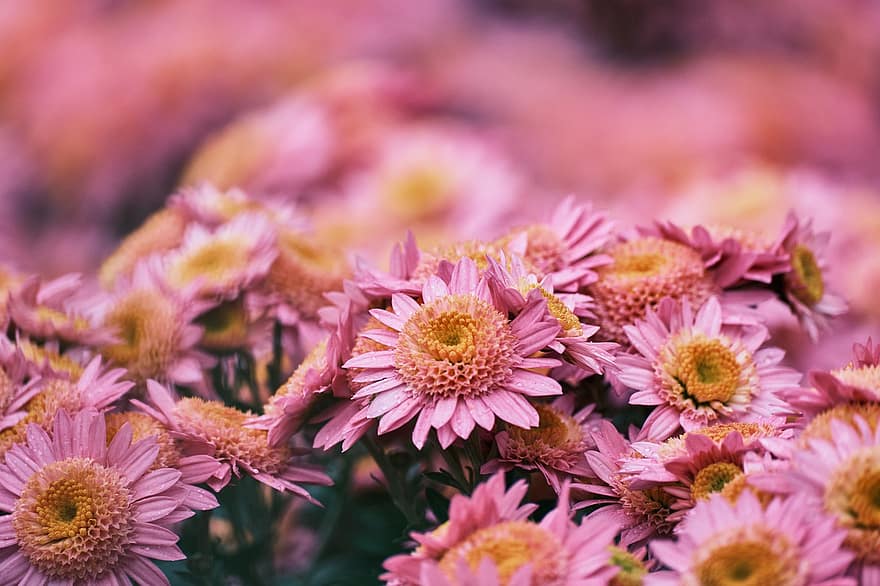 Chrysanthemum, Flowers, Plants, Nature, Bloom, Pink Flowers, plant, flower, close-up, summer, petal