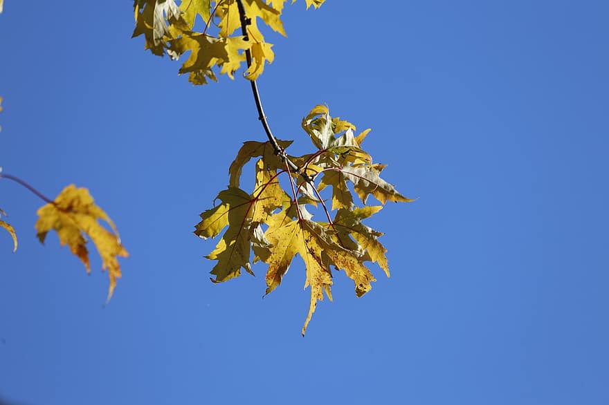 musim gugur, Daun-daun, dedaunan, dedaunan musim gugur, jatuh dedaunan, daun jatuh, daun, kuning, pohon, musim, biru