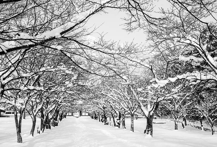 stromy, sníh, cesta, jinovatka, zasněžený, mrazivý, snowscape, zimní, Chrám Naeso, Korea