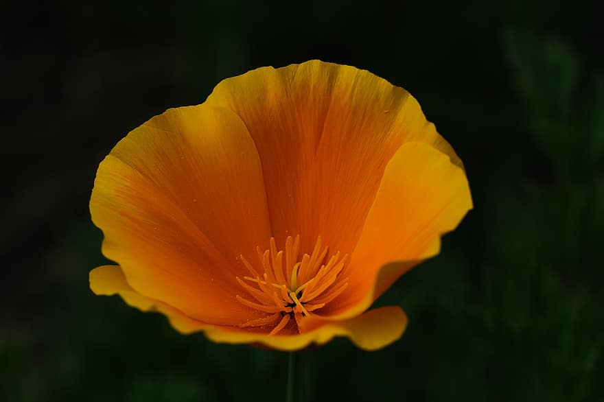California Poppy, Poppy, Flower, Golden Flower, Plant, Nature, Flora, Petals, yellow, close-up, summer
