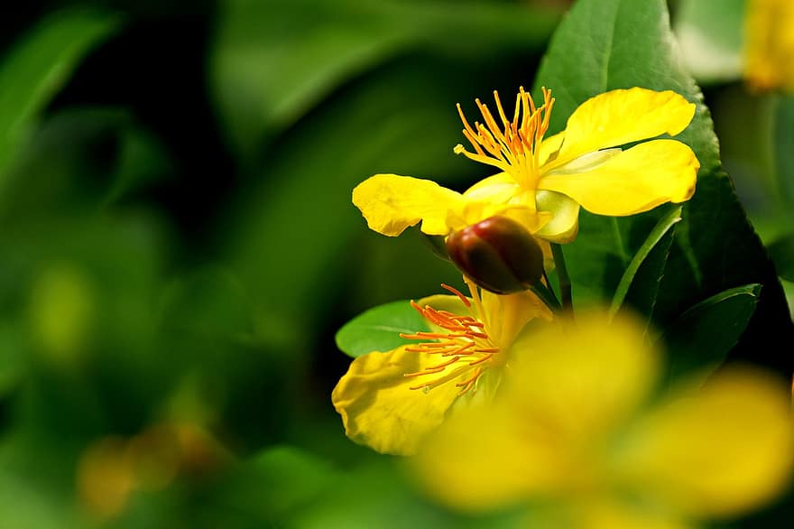жълт кантарион, цвете, растение, листенца, разцвет, флора, природа, близък план
