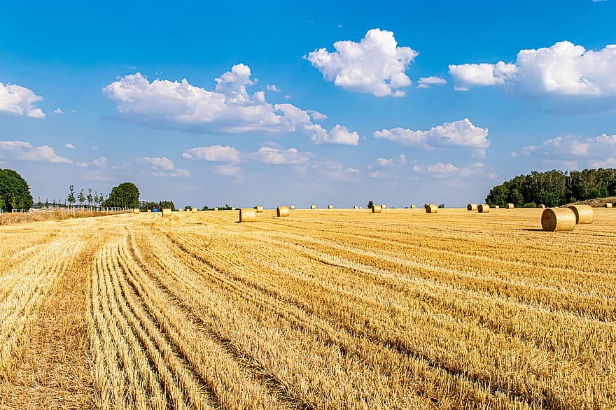 felt, halmbaler, kornåker, sommer, høstet, natur, landskap, panorama, skyer, blå himmel, jordbruk