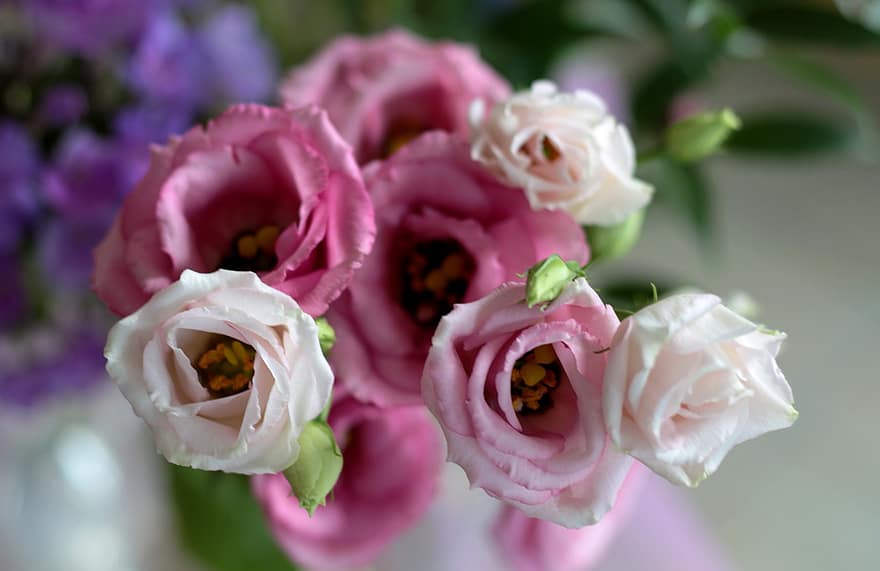 ifølge, Rose, buket, farverig, romantisk, blomster, Eustoma, natur