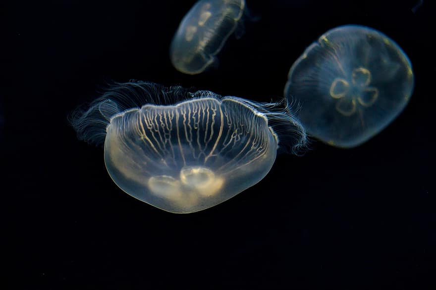 medúza, tengeri zselé, állatok, tengeri élet, óceáni élet, vízi élet, akvárium, csápok, Osaka