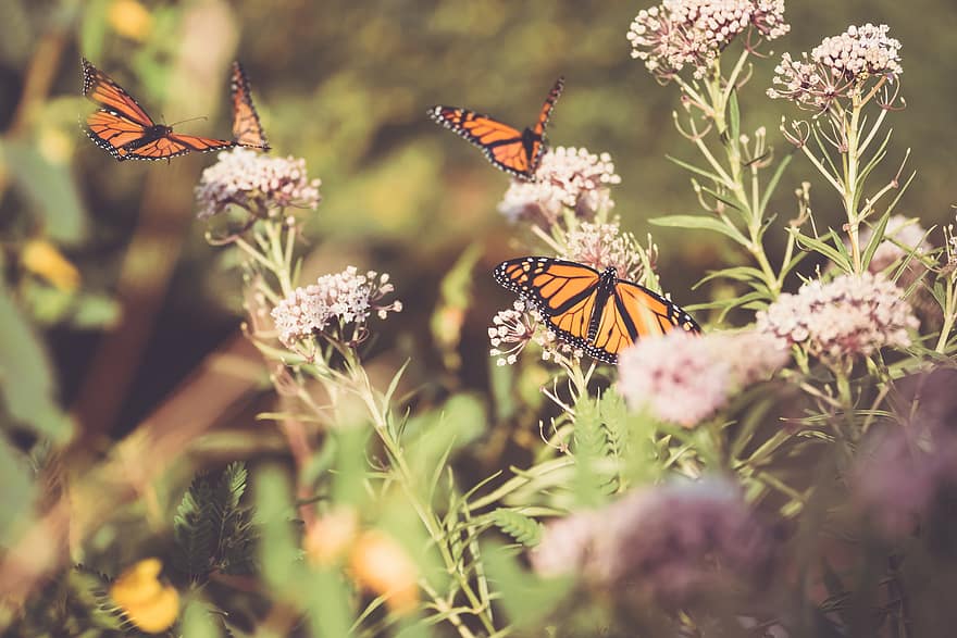 Schmetterling, Nahansicht, Insekt, Garten, Sommer-, Detail, Fehler, Flügel, Natur, bunt, wild
