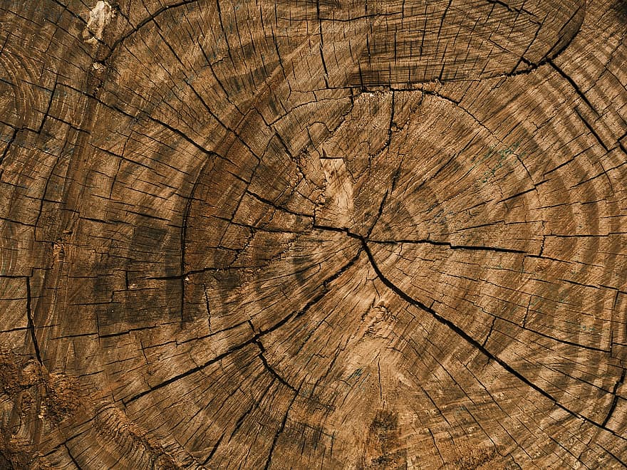 dřevo, kufr, strom, letokruhy, textura, dřevěný, tkáň, vzor, povrch, makro, detail