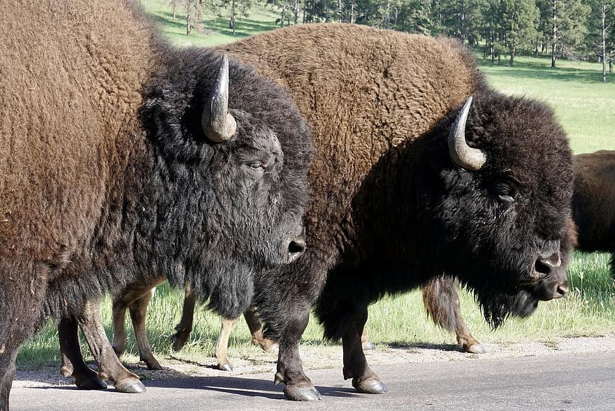 bisonas, gyvūnams, laukinės gamtos, buivolai, Amerikos bisonas, žinduolių, pobūdį, valstybinis parkas, „Custer“ valstybinis parkas, Pietų Dakota