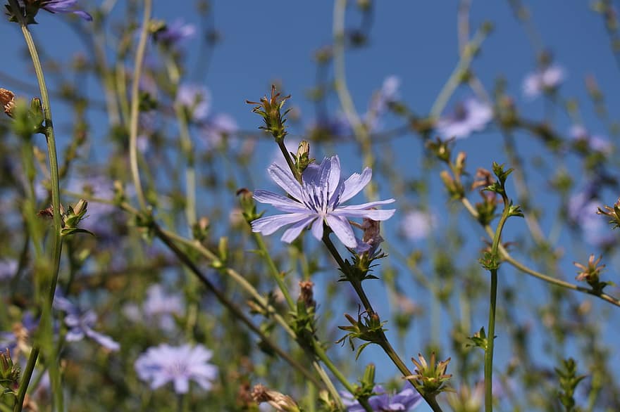 achicoria, flor, flor azul, pétalos, pétalos azules, floración, flora