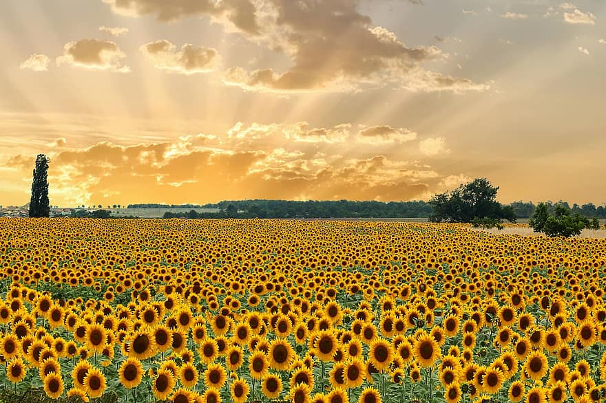 Field, Sunflower, Sowing, Flowers, Nature, Summer, Sky, Clouds, Landscape, Plant, Color