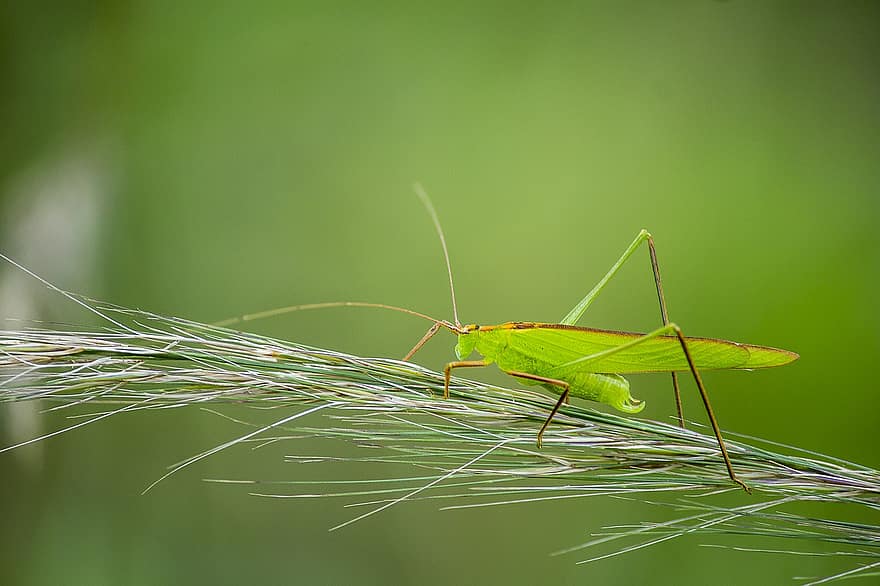 insekt, græshoppe, dyreliv, natur, dyr, tæt på, entomologi, makro, grøn farve, blad, johannesbrødkernemel