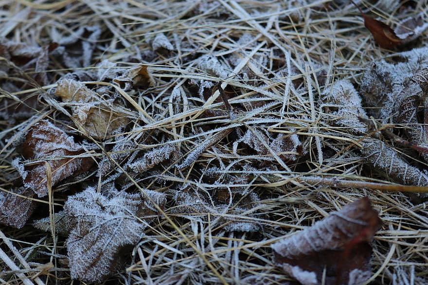трева, листа, зима, сняг, скреж, шума, паднали листа, есенни листа, лед, замръзнал, природа
